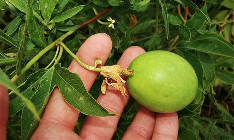where to buy passion fruit tree